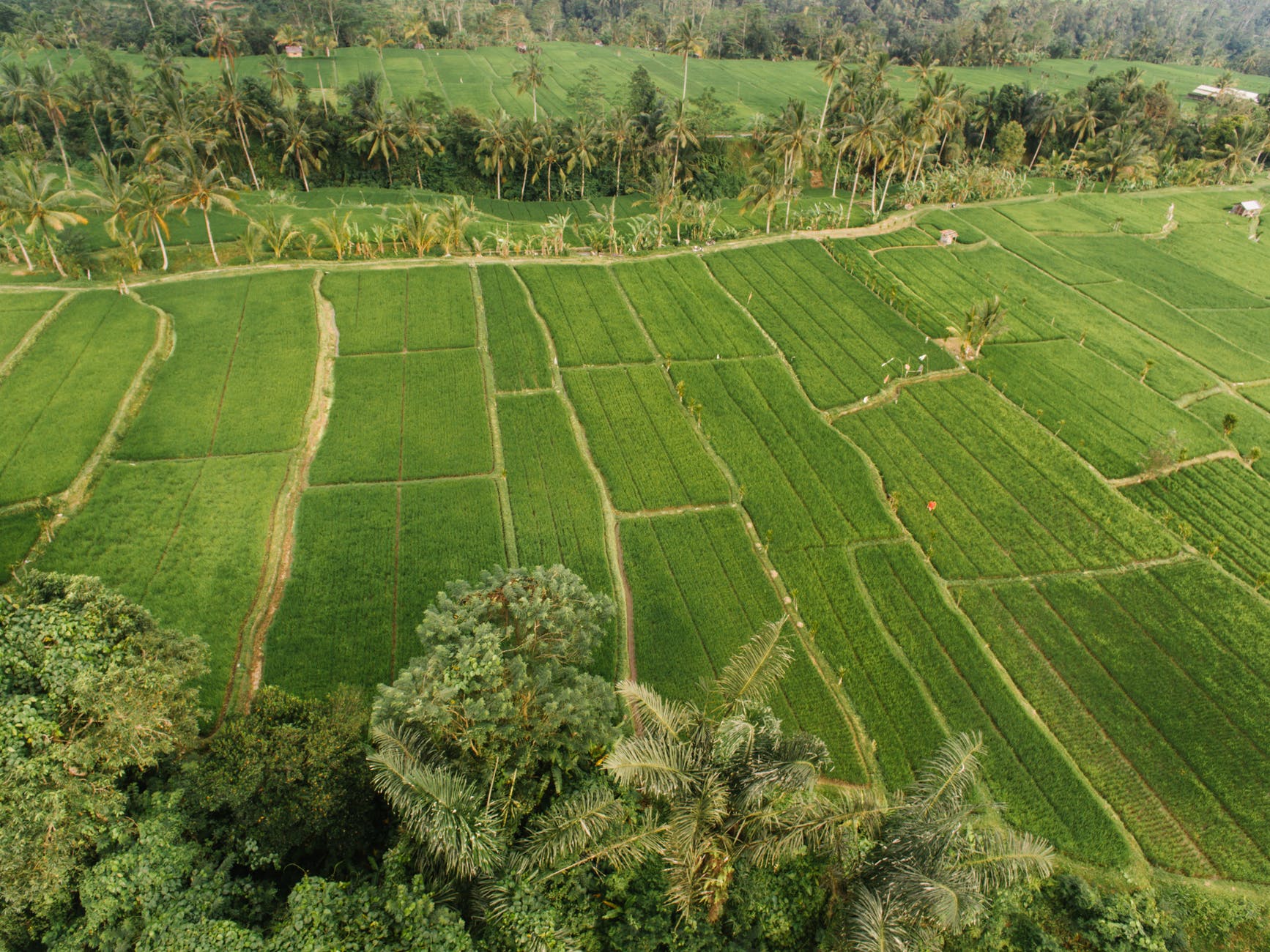 drone shot of rice fields and palm trees